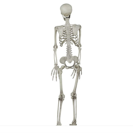 Halloween Skelett 90cm