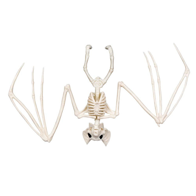 Halloween Fledermaus Skelett 30cm