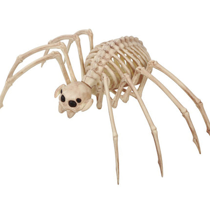 Halloween Vogelspinne Skelett 35x20cm