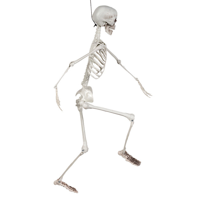 Halloween Skelett Weiß 90cm
