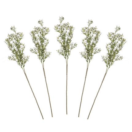 Trockenblumen Gypsophilia Stängel 40cm 5Stk.